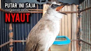 trucukan gacor TARUNG ROPEL PANJANG pancingan trucukan agar bunyi jadikan burung trucuk gacor NYAUT