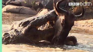 Underwater Ambush from Crocodile | BBC Earth