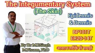 The Integumentary System | Skin Structure | Epidermis & Dermis | Human Anatomy & Physiology | BP101T