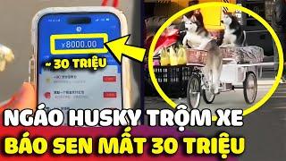 Phi vụ TRỘM XE cực nghệ của ngáo Husky và đồng bọn khiến con Sen phải đền GẦN 30 TRIỆU  | Gâu Đần