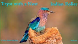 Indian Roller: Tryst with a Nest  #birds #birders #birding