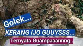 CARA MENCARI KERANG IJO