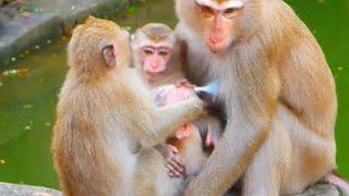 Monkey & Primates, Oh Rainbow Pulling Luno Out Breastfeeding, So Lovely Baby Monkey, Nat Geo Wild