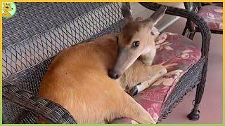 Family Rescues a Deer that Changes Their Life