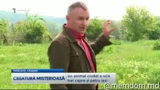 O creatură ciudata în Moldova (CIUPAKABRA)