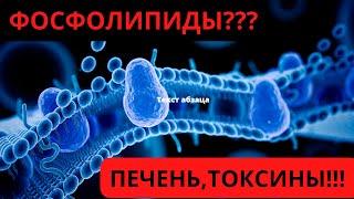 ФОСФОЛИПИДЫ -ЧТО ЭТО? ПОЧЕМУ ТАК ВАЖНЫ? В КАКИХ ПРОДУКТАХ ЕСТЬ?