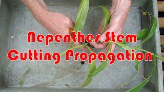 Carnivorous Plants - Nepenthes Stem Cutting Propagation