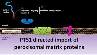 Import of peroxisomal matrix proteins