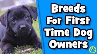 11 Best Dog Breeds For First Time Dog Owners