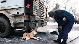 Дальнобойщик подобрал на трассе озябшего волчонка, не зная чем это для него обернется