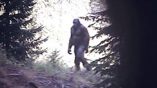 The Clearest Bigfoot Photograph In Existence Better Than The Patty Film