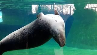 Тюлени Зоопарк Вроцлав Океанариум. Seals Zoo Wrocław Afrykarium Poland 2017