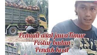 Entah apa yang mereka jadikan pupuk.. Buah sawit nya jadi besar-besar dan keras..????