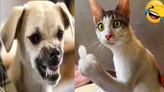 The Best Cat and Dog Fails  Funny Pets Compilation #329