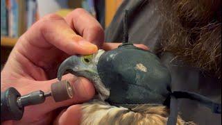 Falconry: Coping a red-tailed hawk  #falconry