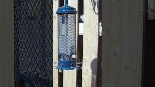 Little blue tit bird feeding on the squirrel buster feeder