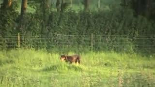 Cattle work with Devonairs working kelpies, Tracy Huxtable.