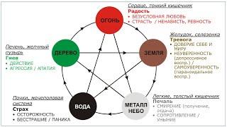 Биодинамика и Цигун. Круг У-Син. Принятие энергии света внутренними органами