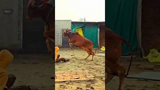  Jai gau Mata Jai shree Krishna  #top #subscribe #shorts #viral #foryou #like  #youtube #trending