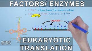 Enzymes and Factors in Eukaryotic Translation