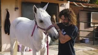 Equine Chiropractor - Dr. Stavros Skarpathakis - 1020