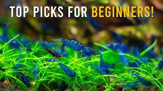 5 Easiest Shrimp Species To Keep In A Freshwater Aquarium!