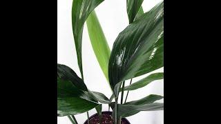 Victorian Ribbon Plant/Cast Iron Plant/Aspidistra - Hirt's Gardens