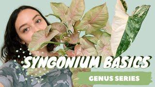 SYNGONIUM CARE + COLLECTION | arrowhead vine| houseplant genus series
