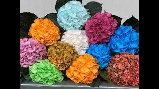 Ortanca Çiçeğinizi İstediğiniz Renge Dönüştürün, How To Change Color of Hydrangea Flowers