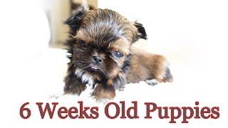 6 weeks Old Shih Tzu Puppies || TOO CUTE