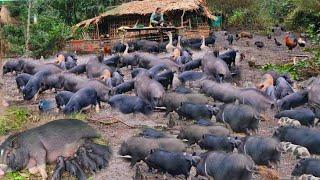 3-month process of caring for mother pigs from pregnancy to farrowing