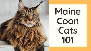 Maine Coon Cats 101 - Cat Breed And Personality