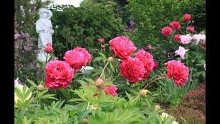 My Beautiful Peonies Garden