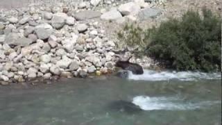 Grizzly Bear & Wolf VS. Baby Elk (Lake Louise, Banff NP)