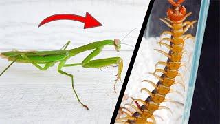 當螳螂遇到蜈蚣！Praying Mantis VS Centipede