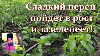 Перец не растет в высоту что делать. Подкормка перца в июне. Что сделать чтобы перец пошел в рост