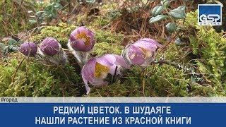 Редкий цветок. В Шудаяге нашли растение из Красной книги |7 июня’17|12:00