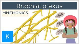 Brachial plexus mnemonics - Human Anatomy | Kenhub