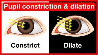 Why do pupils change size? ️ | Pupil constriction & dilation | Easy learning video