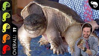 Common Snapping Turtle, The Best Pet Turtle?
