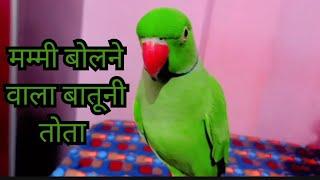 Talking Parrot Mithu !! A Mummy Mithu Ko Roti 🫓Do  !! So Cute 