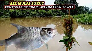 Ikan Tawes Jadi Lebih Galak Saat Air Mulai Surut