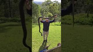 Stu_reckons_this_isn’t_a_big_snake!_What_do_you_think__#coastalcarpetpython_#snakecatcher. #venomous