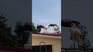 #stork #animals #аист #брестскийаист #короткиевидео #милота #спасениептиц #озвучка #птицы