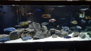 Updated rock scape 75gal African cichlid tank