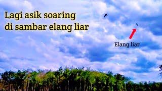 Latihan soar elang bwk (alap alap) diganggu elang liar