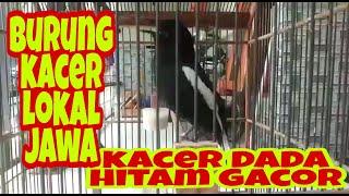 Suara KACER lokal//jawa dada hitam gacor cocok jadi MASTERAN