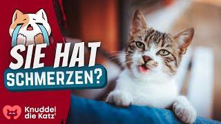 SO zeigt Dir Deine Katze, dass sie Schmerzen hat (und Du ignorierst es)