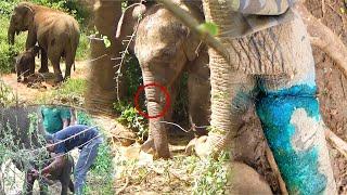 This Mother elephant cries to protect her son who got his trunk caught in a deadly snare