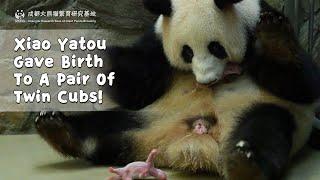 Panda Xiao Yatou Gave Birth To A Pair Of Twin Cubs! | iPanda